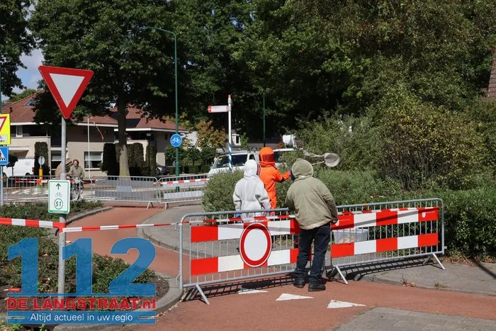 Groot nest Aziatische hoornaars verwijderd in Kaatsheuvel 22 Groot nest Aziatische hoornaars verwijderd in Kaatsheuvel 112 De Langstraat