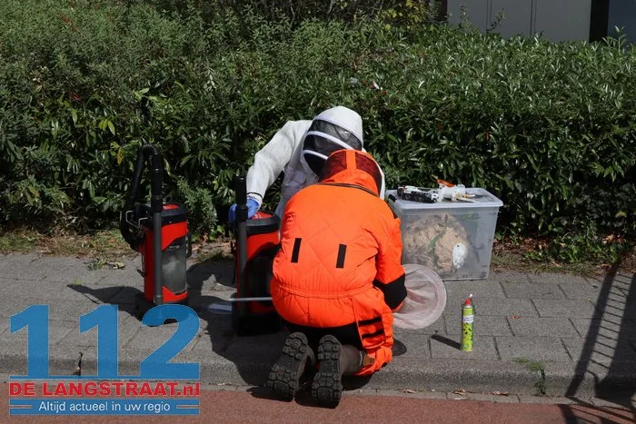 Groot nest Aziatische hoornaars verwijderd in Kaatsheuvel 24 Groot nest Aziatische hoornaars verwijderd in Kaatsheuvel 112 De Langstraat