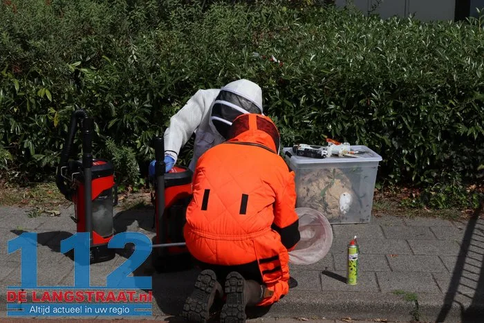 Groot nest Aziatische hoornaars verwijderd in Kaatsheuvel 25 Groot nest Aziatische hoornaars verwijderd in Kaatsheuvel 112 De Langstraat