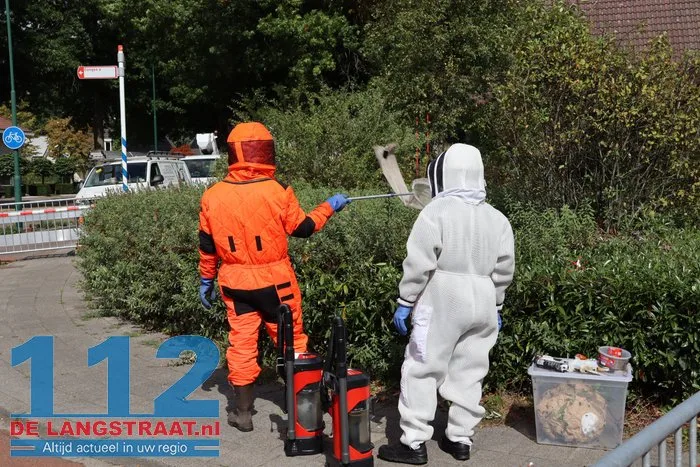 Groot nest Aziatische hoornaars verwijderd in Kaatsheuvel 26 Groot nest Aziatische hoornaars verwijderd in Kaatsheuvel 112 De Langstraat