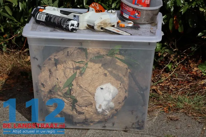 Groot nest Aziatische hoornaars verwijderd in Kaatsheuvel 28 Groot nest Aziatische hoornaars verwijderd in Kaatsheuvel 112 De Langstraat