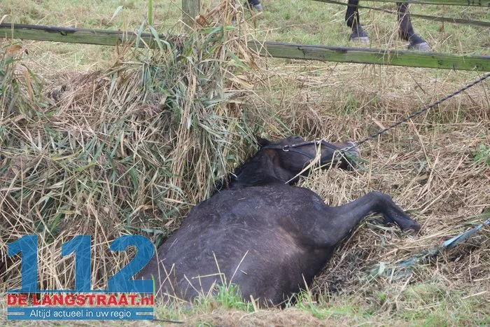 Grote brandweeractie voor paard in sloot aan Waspiksedijk Sprang-Capelle 112 De Langstraat