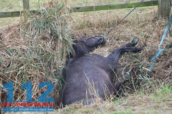 Grote brandweeractie voor paard in sloot aan Waspiksedijk Sprang-Capelle 112 De Langstraat