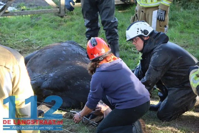 Grote brandweeractie voor paard in sloot aan Waspiksedijk Sprang-Capelle 112 De Langstraat