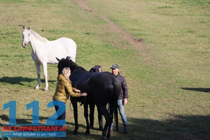 Grote brandweeractie voor paard in sloot aan Waspiksedijk Sprang-Capelle 112 De Langstraat