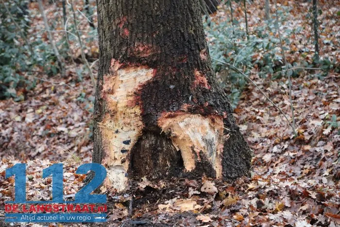Auto raakt van de weg rijdt op boom op de Kegelaar in Kaatsheuvel; bestuurder gewond naar ziekenhuis 8 Auto raakt van de weg rijdt op boom op de Kegelaar in Kaatsheuvel; bestuurder gewond naar ziekenhuis 112 De Langstraat
