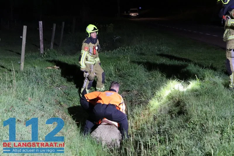 Automobilist rijdt door na aanrijding met kudde schapen op Westeinde: Vier dieren dood 2 Automobilist rijdt door na aanrijding met kudde schapen op Westeinde: Vier dieren dood 112 De Langstraat