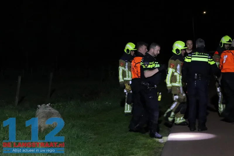 Automobilist rijdt door na aanrijding met kudde schapen op Westeinde: Vier dieren dood 3 Automobilist rijdt door na aanrijding met kudde schapen op Westeinde: Vier dieren dood 112 De Langstraat