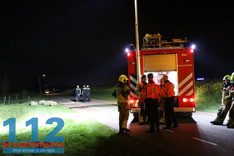 Automobilist rijdt door na aanrijding met kudde schapen op Westeinde: Vier dieren dood 5 Automobilist rijdt door na aanrijding met kudde schapen op Westeinde: Vier dieren dood 112 De Langstraat