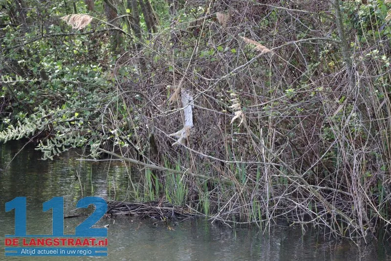Reddingspoging voor vastzittende uil op Halve Zolenpad komt te laat 112 De Langstraat