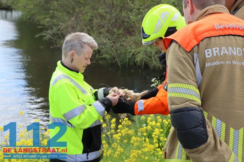 Reddingspoging voor vastzittende uil op Halve Zolenpad komt te laat 112 De Langstraat