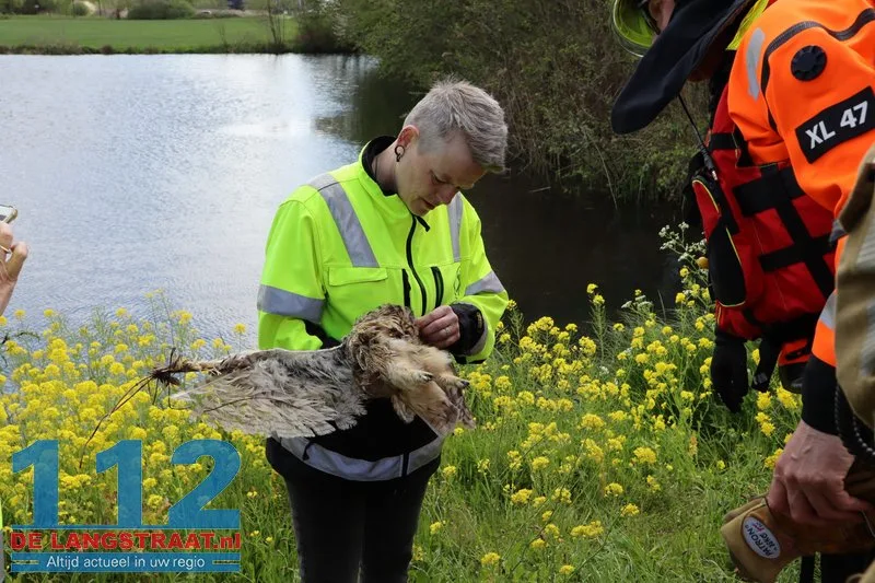 Reddingspoging voor vastzittende uil op Halve Zolenpad komt te laat 112 De Langstraat