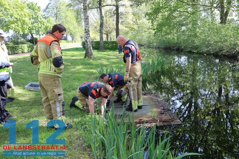 Brandweer bevrijdt meerkoeten uit benarde positie in duiker aan Meerdijk 112 De Langstraat
