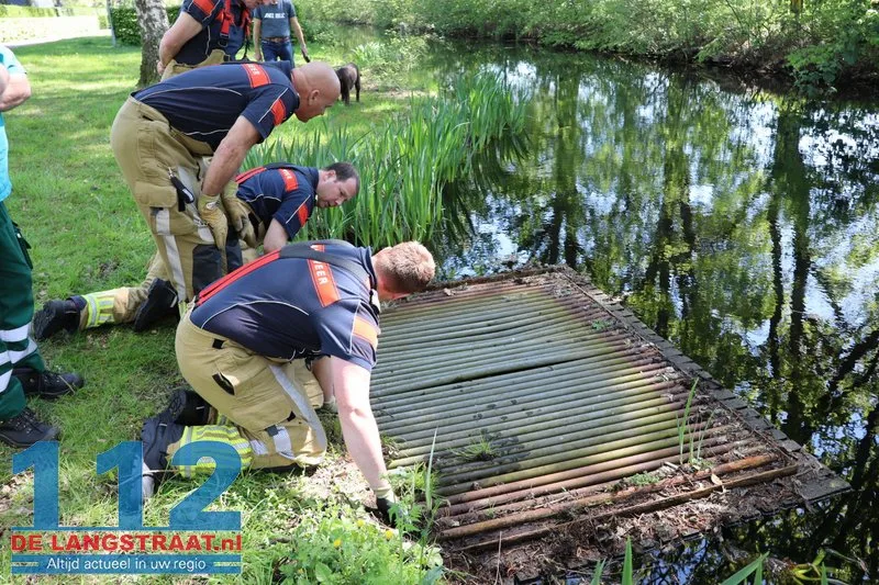 Brandweer bevrijdt meerkoeten uit benarde positie in duiker aan Meerdijk 112 De Langstraat
