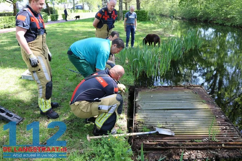 Brandweer bevrijdt meerkoeten uit benarde positie in duiker aan Meerdijk 112 De Langstraat