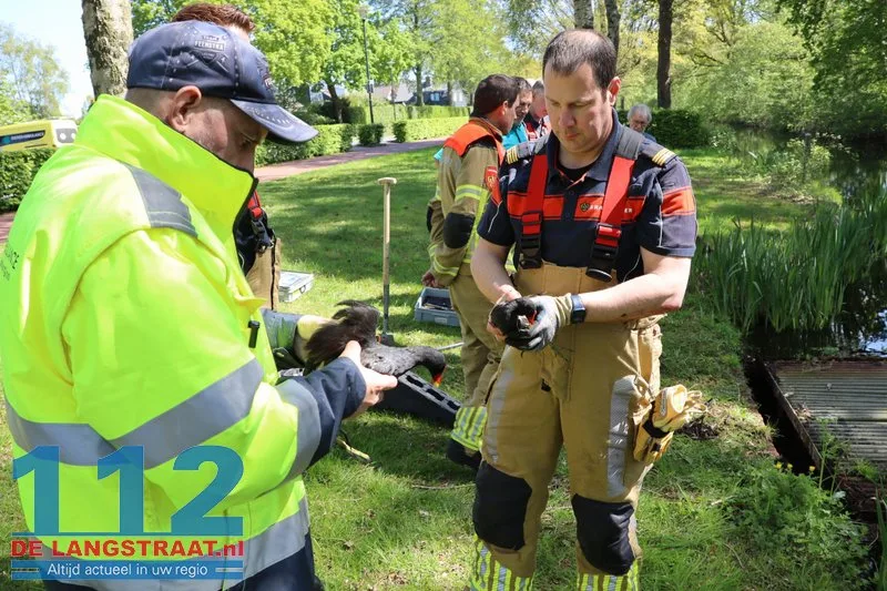 Brandweer bevrijdt meerkoeten uit benarde positie in duiker aan Meerdijk 112 De Langstraat