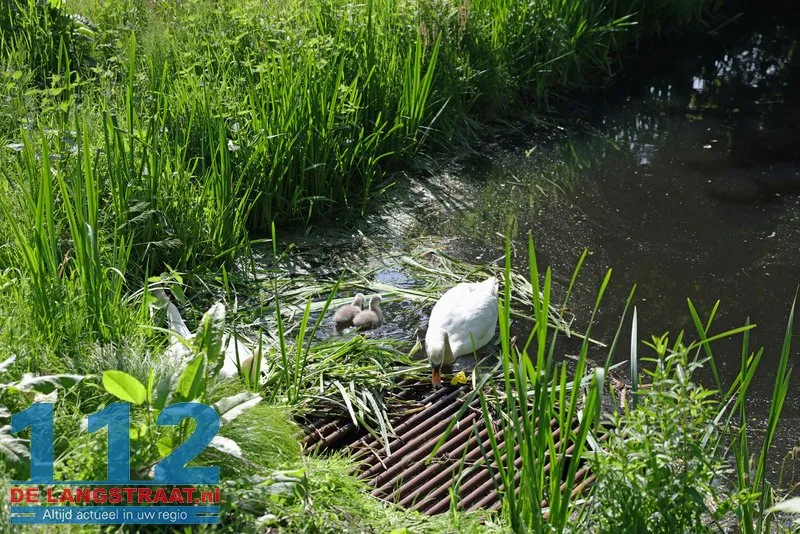 Brandweer trotseert agressieve zwanen om jongen uit rooster te bevrijden Waalwijk 112 De Langstraat