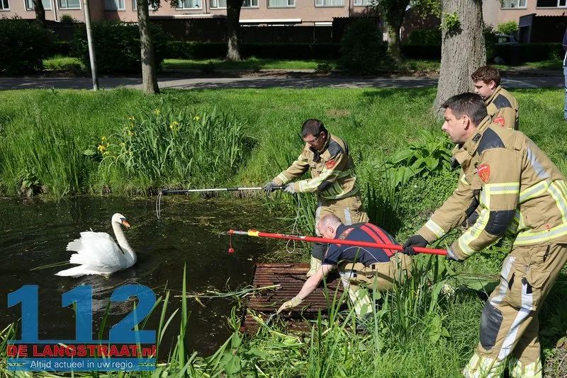 Brandweer trotseert agressieve zwanen om jongen uit rooster te bevrijden Waalwijk 112 De Langstraat