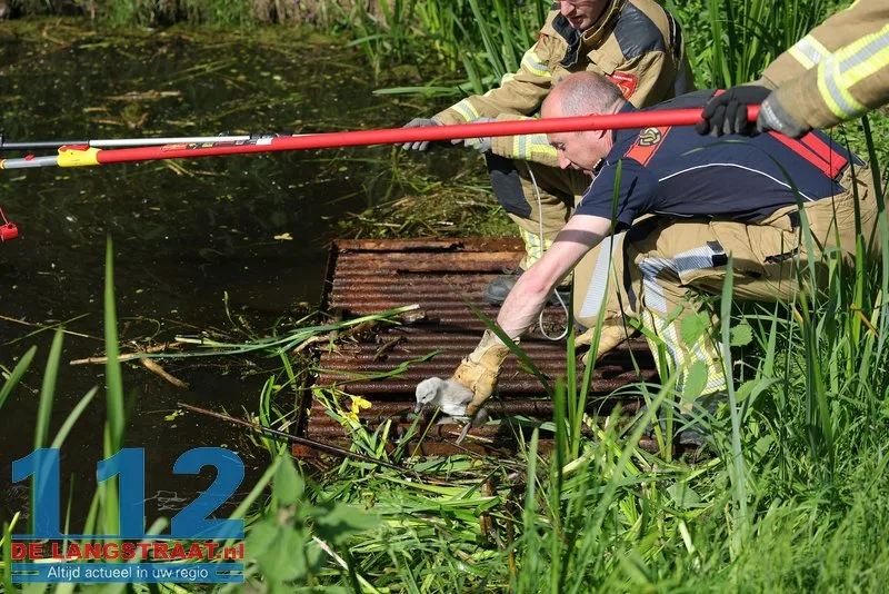 Brandweer trotseert agressieve zwanen om jongen uit rooster te bevrijden Waalwijk 112 De Langstraat