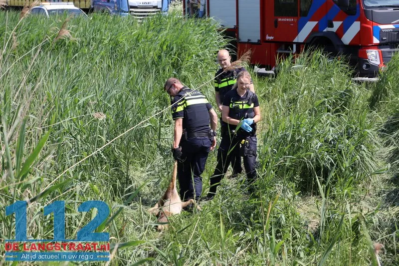 Auto belandt na verkeersconflict in sloot langs A59 bij Waspik, ree komt om het leven 7 Auto belandt na verkeersconflict in sloot langs A59 bij Waspik, ree komt om het leven 112 De Langstraat