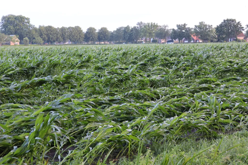 Storm legt maisvelden door de hele provincie plat: 'Gebroken is klaar' 112 De Langstraat
