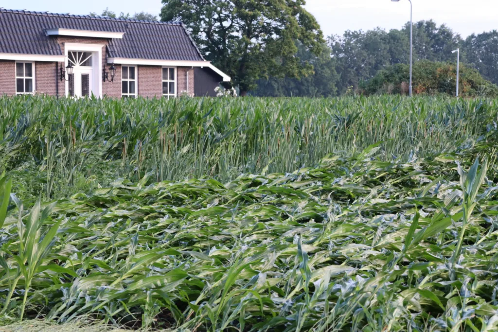 Storm legt maisvelden door de hele provincie plat: 'Gebroken is klaar' 112 De Langstraat