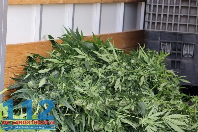 Hennepkwekerij aangetroffen in huis in Kaatsheuvel, vermoedelijk ook illegaal stroom afgetapt 6 Hennepkwekerij aangetroffen in huis in Kaatsheuvel, vermoedelijk ook illegaal stroom afgetapt 112 De Langstraat