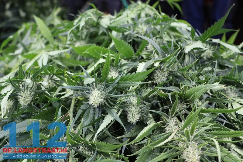 Hennepkwekerij aangetroffen in huis in Kaatsheuvel, vermoedelijk ook illegaal stroom afgetapt 7 Hennepkwekerij aangetroffen in huis in Kaatsheuvel, vermoedelijk ook illegaal stroom afgetapt 112 De Langstraat