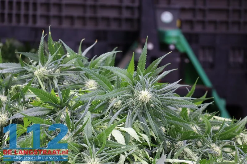Hennepkwekerij aangetroffen in huis in Kaatsheuvel, vermoedelijk ook illegaal stroom afgetapt 10 Hennepkwekerij aangetroffen in huis in Kaatsheuvel, vermoedelijk ook illegaal stroom afgetapt 112 De Langstraat