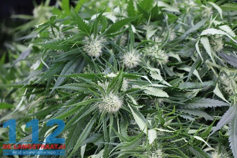 Hennepkwekerij aangetroffen in huis in Kaatsheuvel, vermoedelijk ook illegaal stroom afgetapt 14 Hennepkwekerij aangetroffen in huis in Kaatsheuvel, vermoedelijk ook illegaal stroom afgetapt 112 De Langstraat