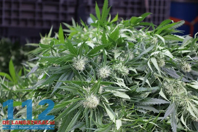 Hennepkwekerij aangetroffen in huis in Kaatsheuvel, vermoedelijk ook illegaal stroom afgetapt 16 Hennepkwekerij aangetroffen in huis in Kaatsheuvel, vermoedelijk ook illegaal stroom afgetapt 112 De Langstraat