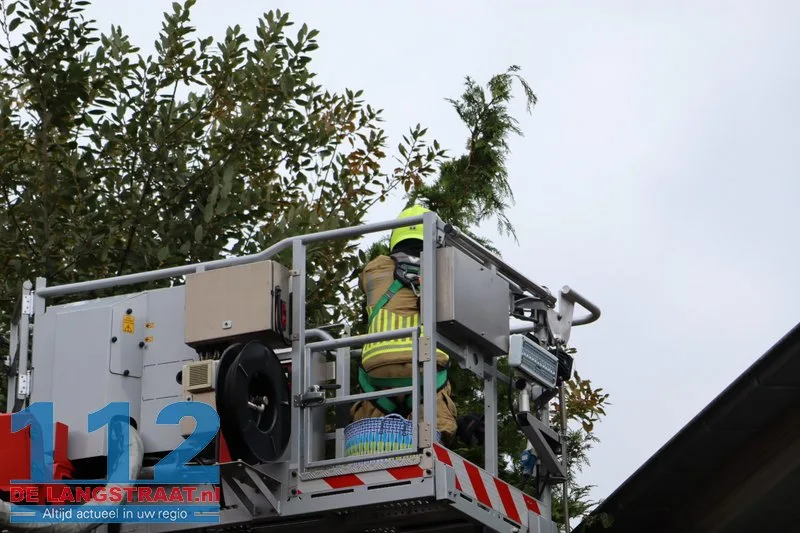 Brandweer redt kat uit top van conifeer aan Johann Straussstraat met hoogwerker Waalwijk 112 De Langstraat